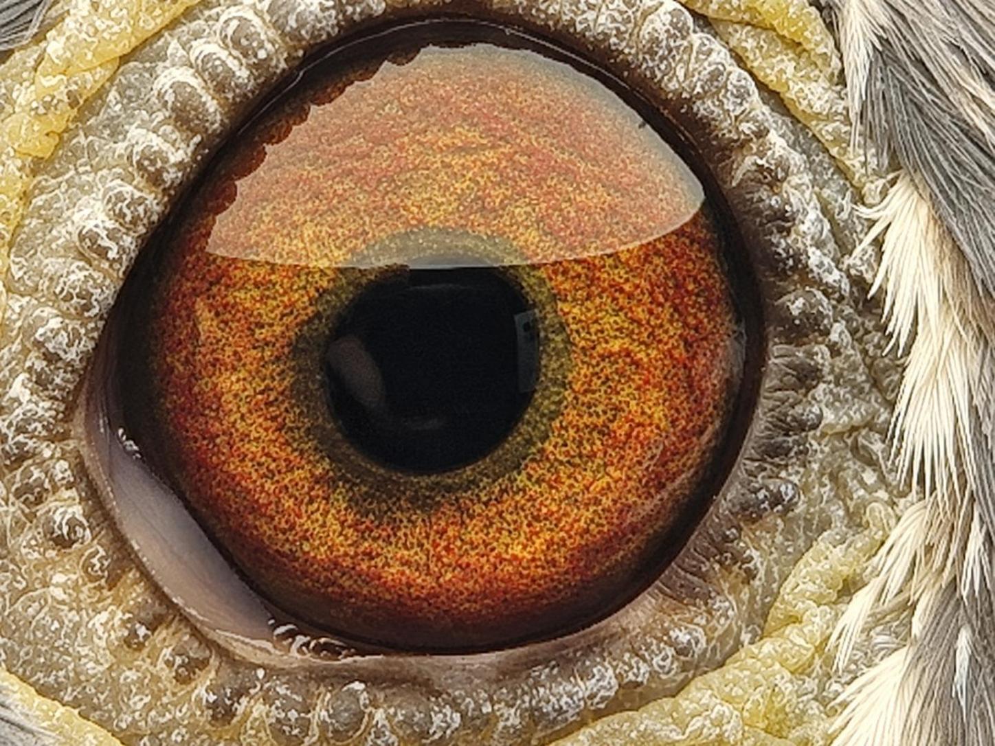 Pigeon eye